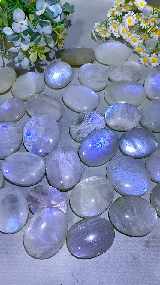 Moonstone palm（One kilo）